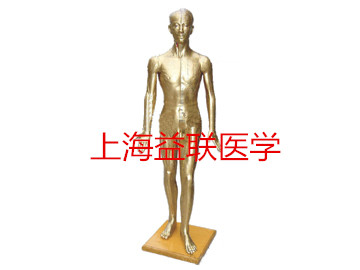 醫學教學模型